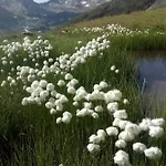 Daire Haus Aperies Pettneu am Arlberg